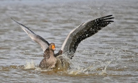 Greylag Goose